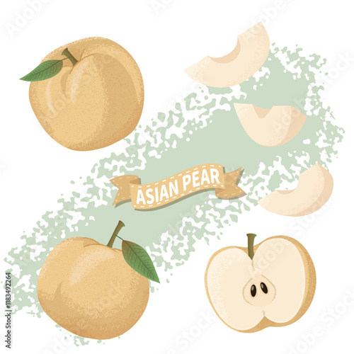Detailed and Artistic Vector Illustration of Asian Pears in Various Forms