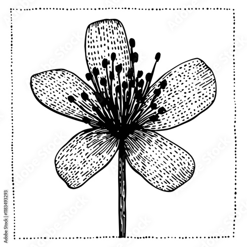 African Lily flower illustration drawing sketch vector