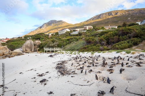 Penguins Roaming on a Rocky Beach by the Ocean, Boulders Beach, Cape Town, South Africa
