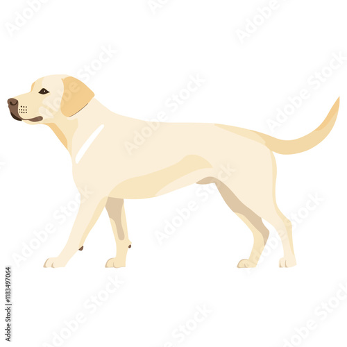 Labrador Retriever dog illustration retriever labrador vector