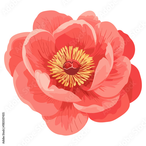 Peony illustration flower petals vector