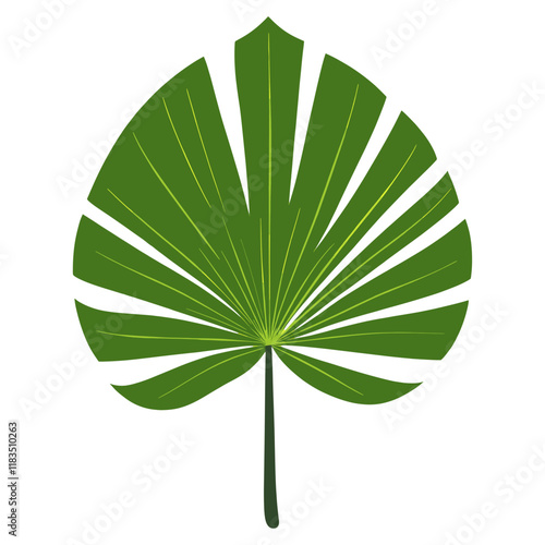Fan shape tropical leaf green illustration botanical vector