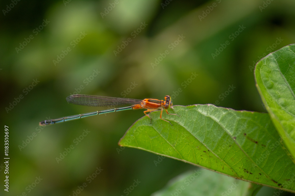 photo of a mini orange dragonfly with a green leaf perched on it photo of a mini orange dragonfly with a green leaf perched on it