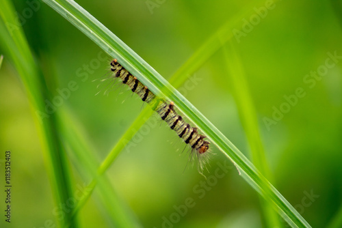 small green caterpillars crawling on the tips of the weed leaves