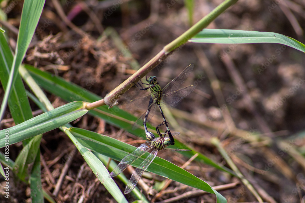 a common dragonfly perched on a grass leaf a common dragonfly perched on a grass leaf