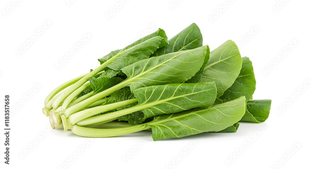 Fresh Green Chard Bunch Healthy Leafy Vegetable Fresh Green Chard Bunch Healthy Leafy Vegetable