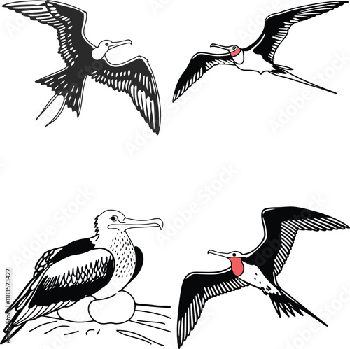 Magnifilcent frigatebird  bundle line art and illustrator eps