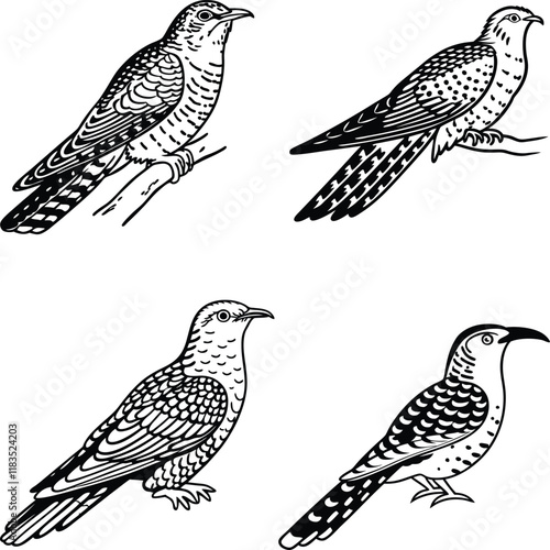 Cuckoo bird bundle line art and illustrator eps photo