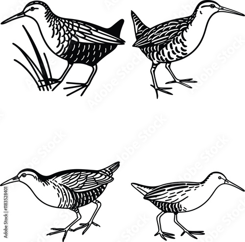 Water rail bird bundle line art and illustrator eps