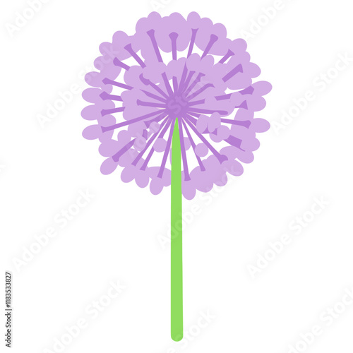 Allium flower illustration dandelion art vector