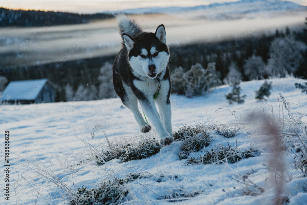 Alaskan Malamute playing in Snowy Landscape Alaskan Malamute playing in Snowy Landscape