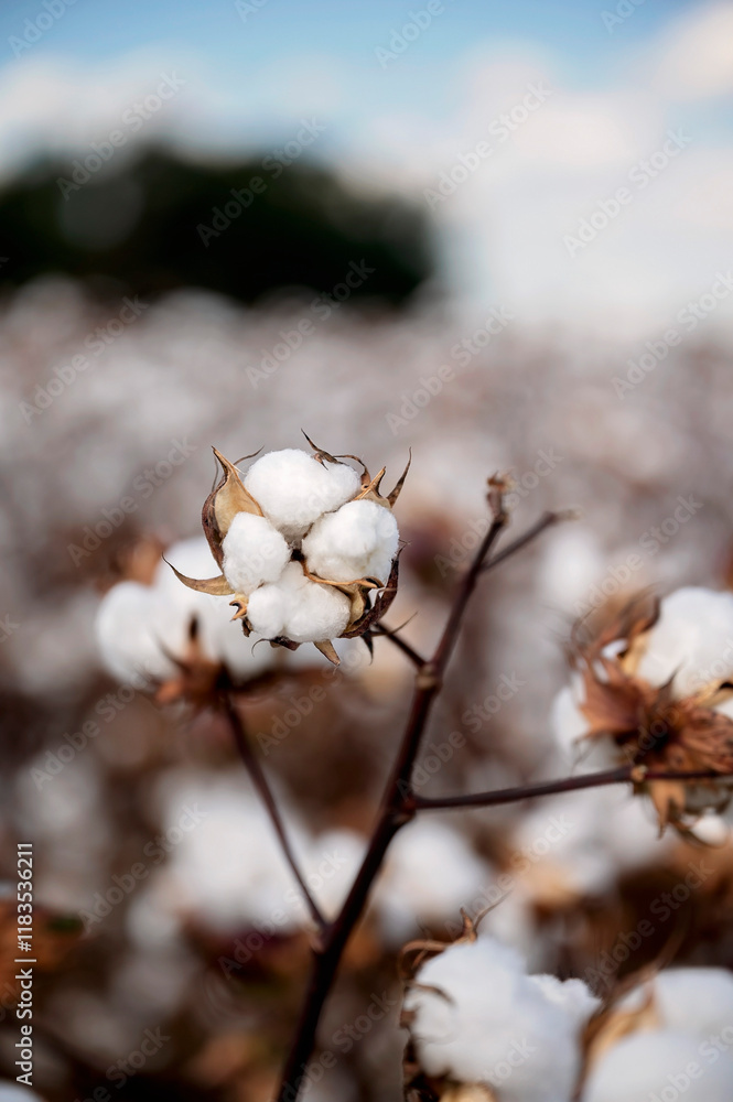 Cotton boll on a branch with a blurred cotton field in the background Cotton boll on a branch with a blurred cotton field in the background
