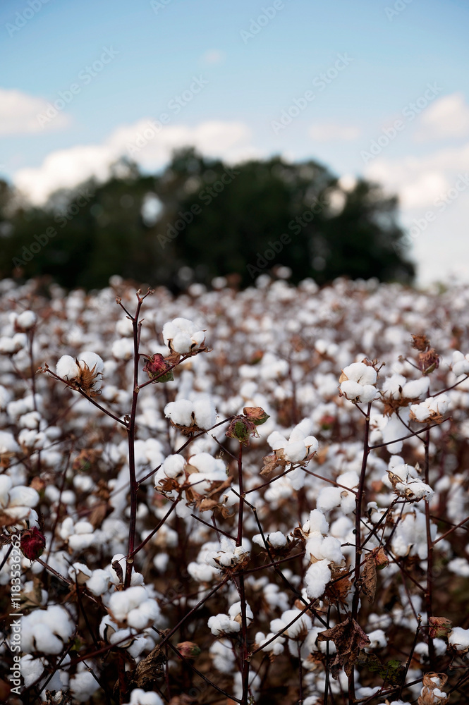 A cotton field with white cotton bolls A cotton field with white cotton bolls