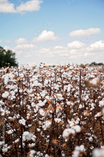 Wallpaper Mural Cotton plants with fluffy white bolls under a clear blue sky Torontodigital.ca