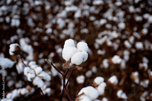 Φωτογραφία Cotton boll in focus with blurred background of a cotton field