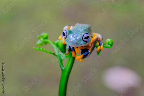 Tree frog on leaf, Gliding frog (Rhacophorus reinwardtii) photo