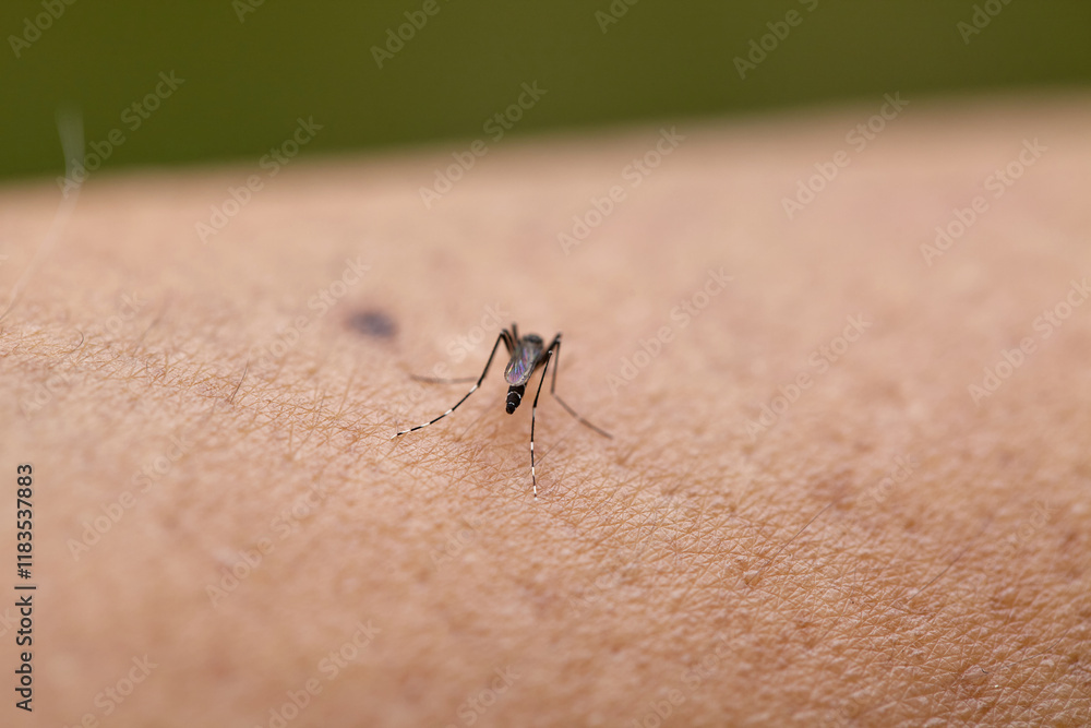 Close-up view of Mosquito sucking blood on skin Close-up view of Mosquito sucking blood on skin