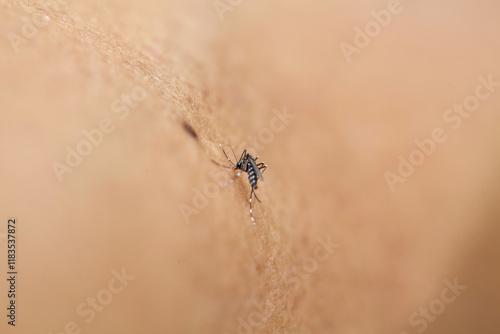 Close-up view of Mosquito sucking blood on skin photo