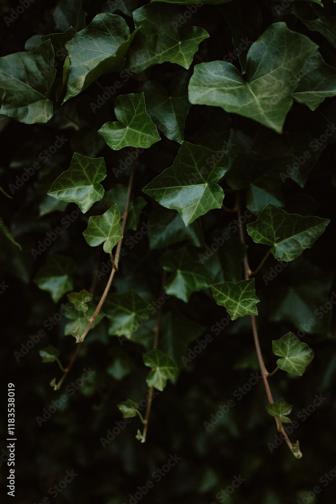 Close-up of lush green ivy leaves with natural light contrast Close-up of lush green ivy leaves with natural light contrast