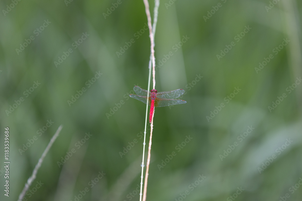 Red Scarlet Skimmer Dragonfly Hovering on Grass Red Scarlet Skimmer Dragonfly Hovering on Grass