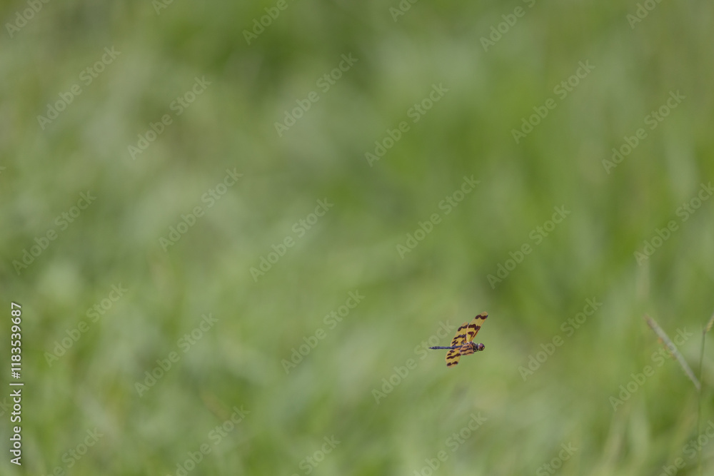 Common Picture Wing dragonfly flying over green grass Minimal Common Picture Wing dragonfly flying over green grass Minimal