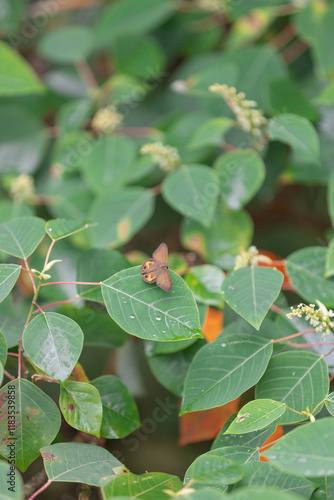 Brown Butterfly Resting on Green Leaf in Queensland rainforest photo