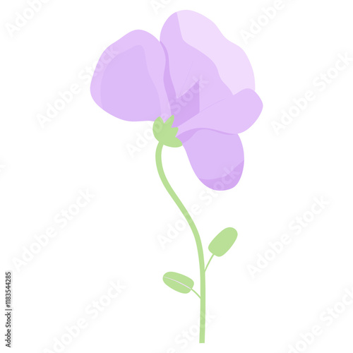 Sweet pea flower illustration simple plant vector