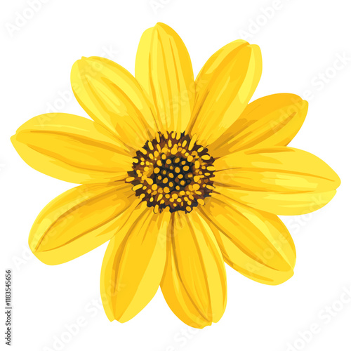 Real yellow flower illustration sunflower asteraceae vector