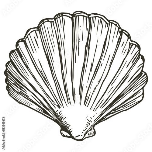 Sea shell seashell black white vector
