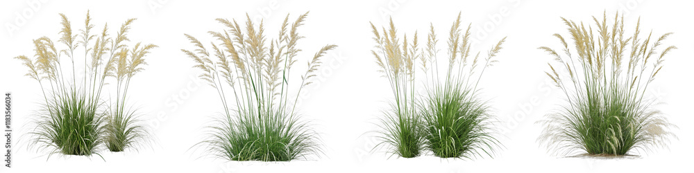 Fototapeta premium Four Ornamental Grass Plants Composition, Isolated on White Background, Nature, Flora, 3D Render, Ornamental grass, 3D rendering, plant