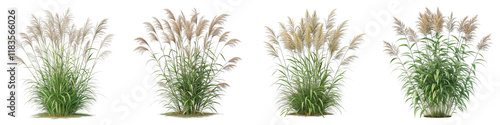 Four Miscanthus Sinensis Grass Plants, Isolated on White Background, 3D Render, Autumn, Ornamental Grass, Miscanthus, Ornamental Grasses, Plants