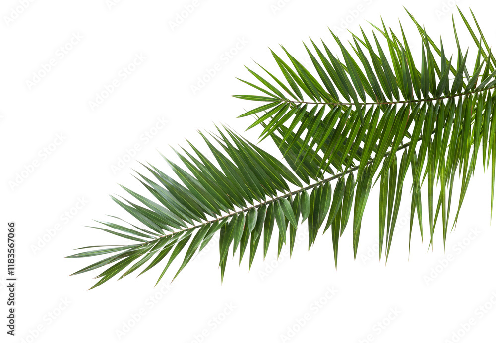 Two Date Palm leaves isolated on white background