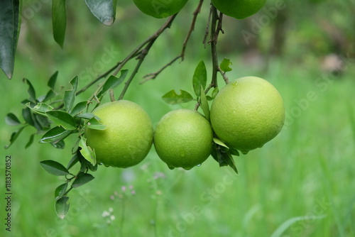 Fényképezés Green Pursat-oranges, a special variety of oranges at Battambang, Combodia