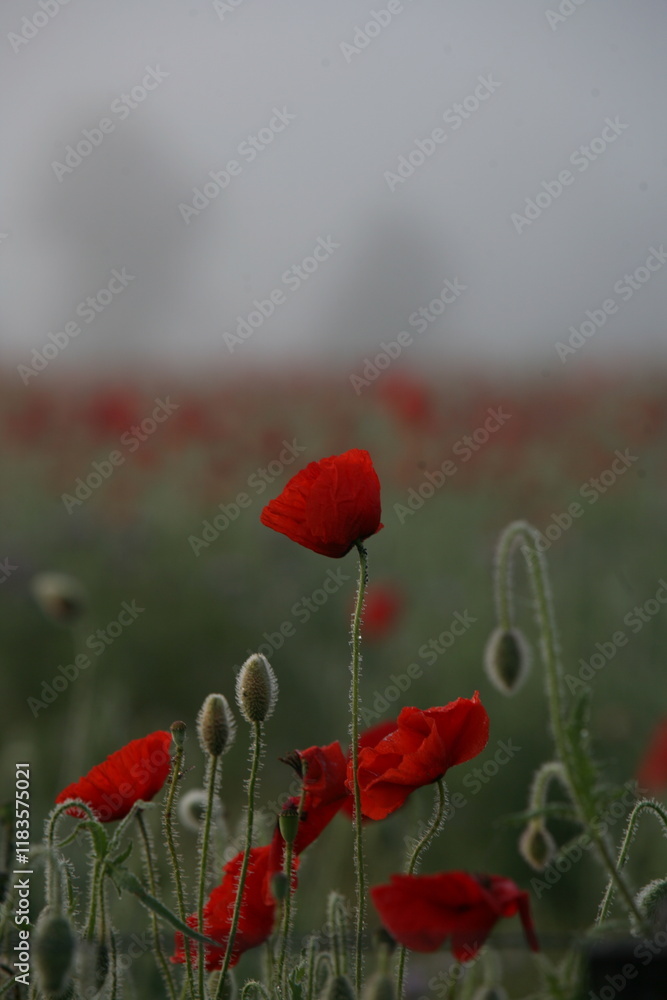 Obraz premium A dreamy field of vibrant red poppies swaying gently in the morning mist, creating a serene and atmospheric floral scene. Perfect for conveying tranquility and the beauty of nature.