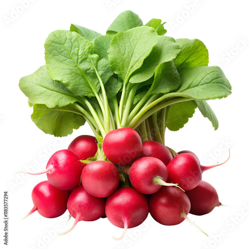 Radish isolated on transparent background. photo