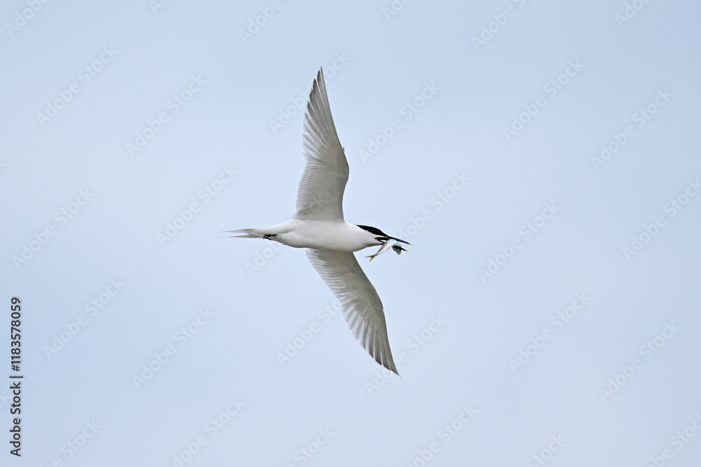 Sandwich tern with fish in its beak // Brandseeschwalbe mit Fisch im Schnabel (Thalasseus sandvicensis) Sandwich tern with fish in its beak // Brandseeschwalbe mit Fisch im Schnabel (Thalasseus sandvicensis)