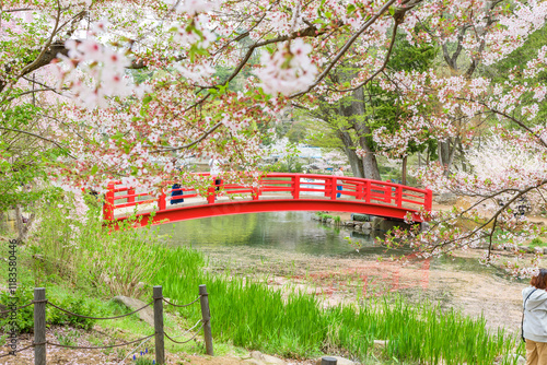 Sakura cherry blossoms in full bloom, Garyu Park, Japan's Top 100 Cherry Blossom Spots, Suzaka City, Nagano Prefecture, Japan. photo