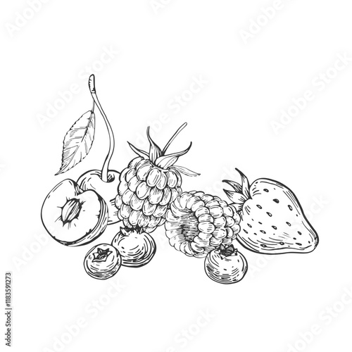 Berries vector black and white illustrations hand drawn with ink. Leaves, berries and flowers of strawberry, cherry, bilberry on a white background. Template for label design