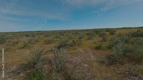 Wallpaper Mural Lioness Runs Across the Field Torontodigital.ca