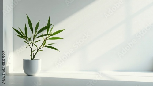 Serene Minimalist Plant in a Simple White Pot, Sunlight Illuminating a Clean Modern Interior Space
