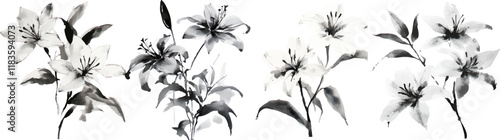 Watercolor ink drawing of black and white flowers on a plain background