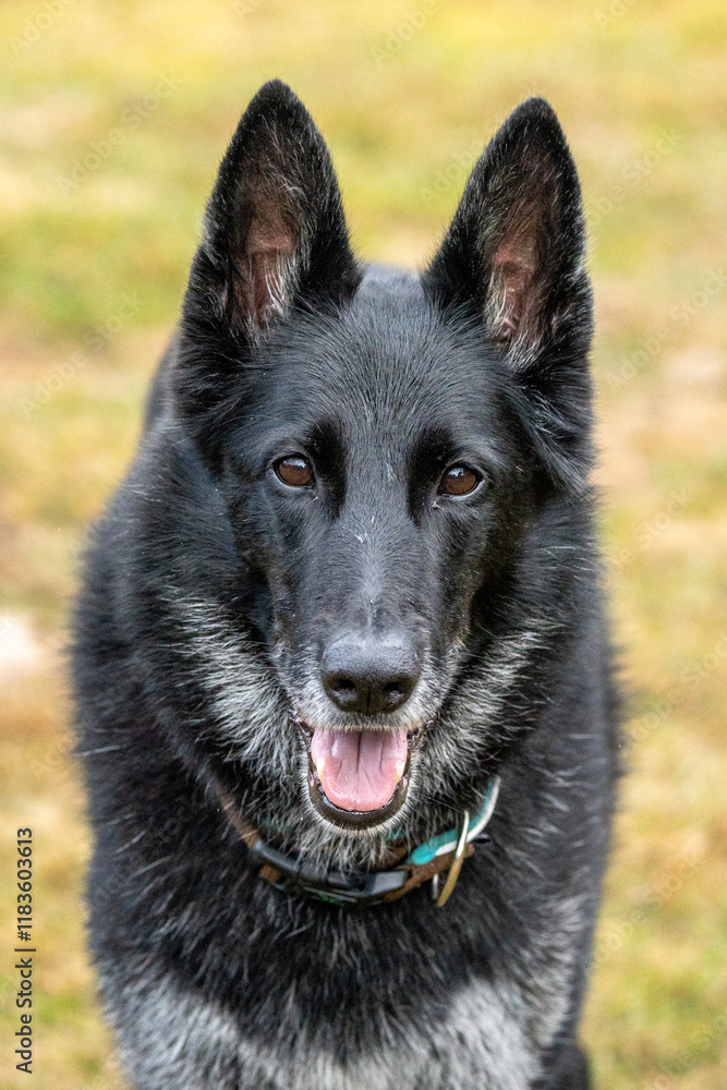 Belgian Groenendael Shepherd Dog, Portrait Belgian Groenendael Shepherd Dog, Portrait