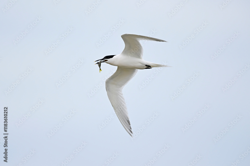 Sandwich tern with fish in its beak // Brandseeschwalbe mit Fisch im Schnabel (Thalasseus sandvicensis) Sandwich tern with fish in its beak // Brandseeschwalbe mit Fisch im Schnabel (Thalasseus sandvicensis)