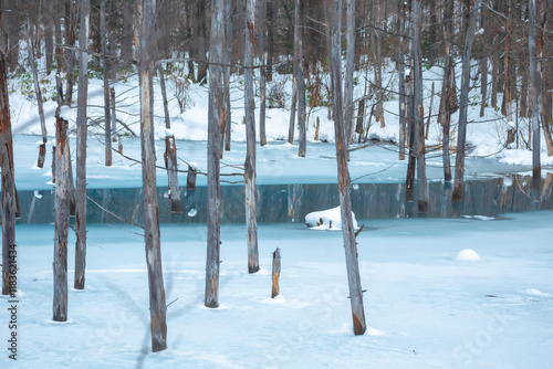 The blue pond is a blessing that came about by accident. Located near Biei town, it was built to prevent damage from mudslides from Mt. Tokachi. The color of the pond ranges from turquoise to emerald photo