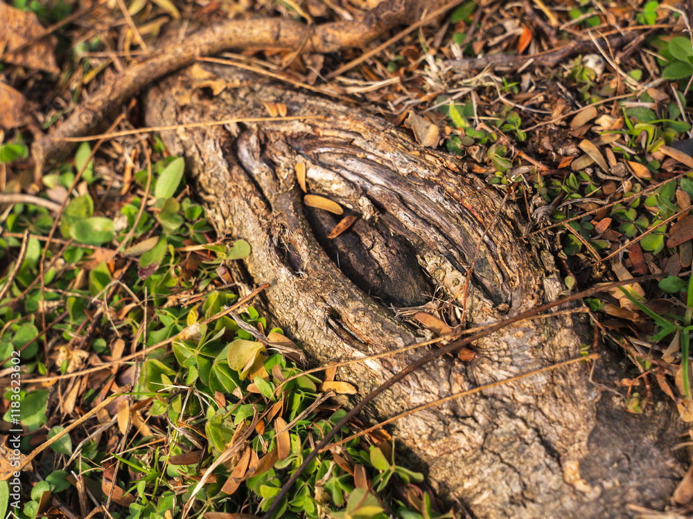 Fototapeta premium 冬の森の木の根