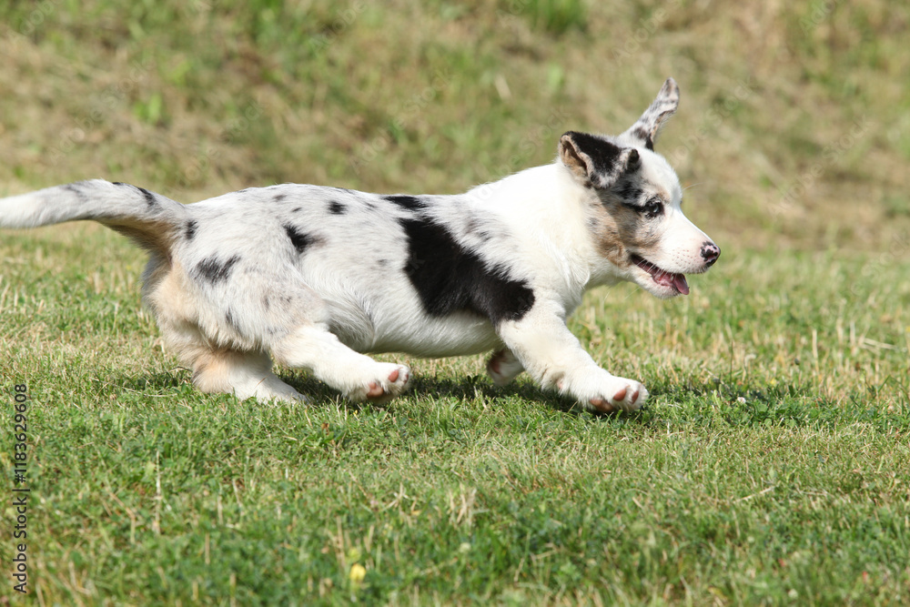 Cardigan Welsh Corgi puppy running on the grass Cardigan Welsh Corgi puppy running on the grass