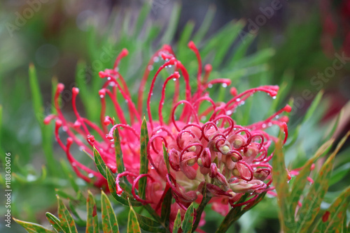 un joli goupillon de fleur rouge photo