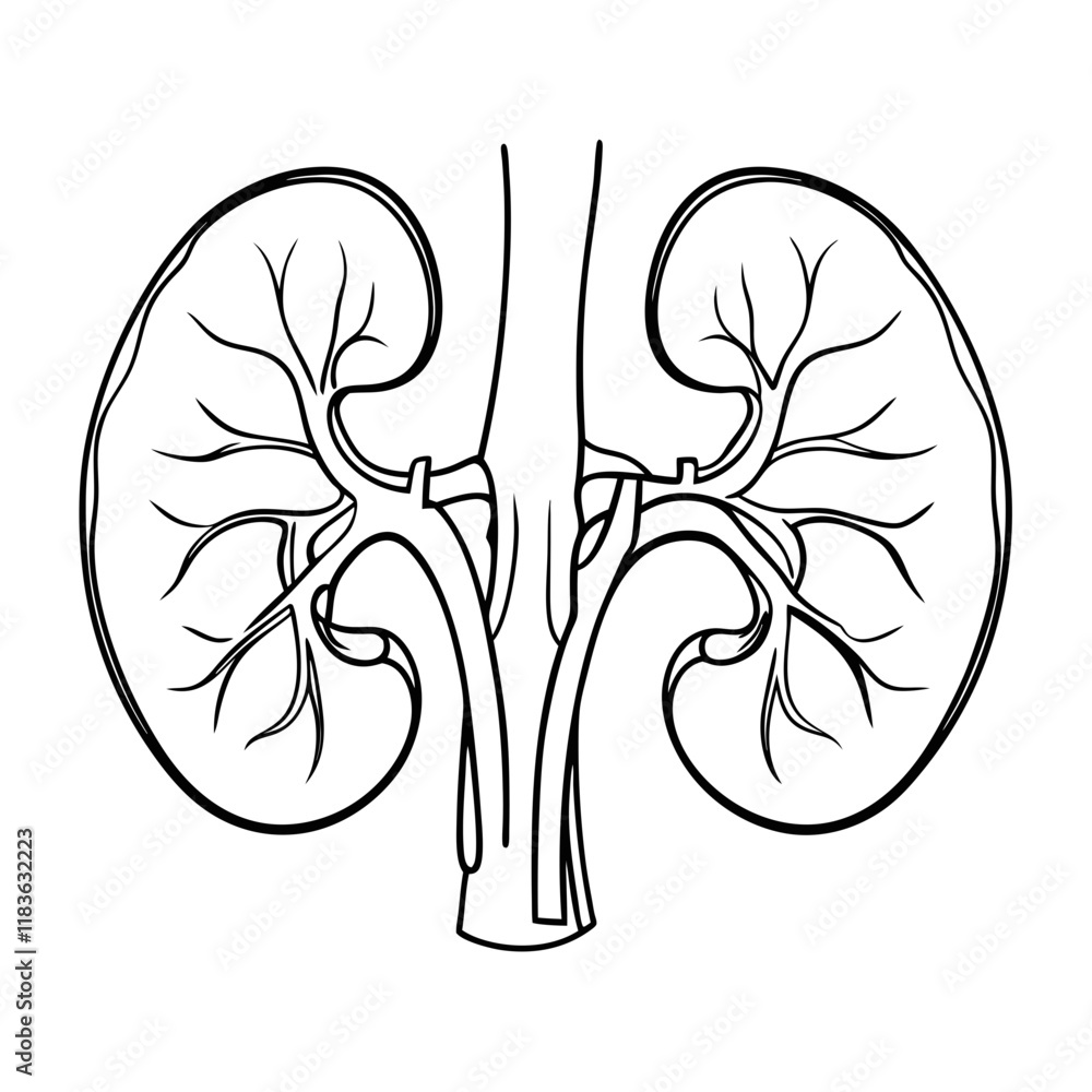 Fototapeta premium human kidney