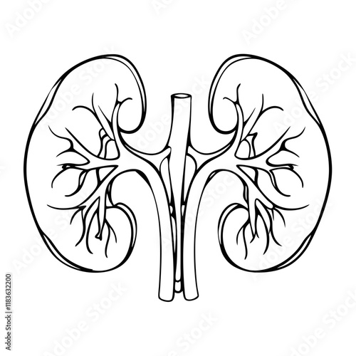 human kidney