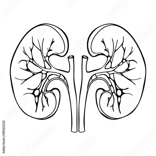 human kidney